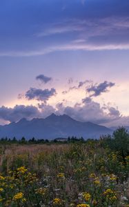 Preview wallpaper mountains, rocks, wildflowers, grass, distance