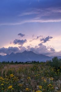 Preview wallpaper mountains, rocks, wildflowers, grass, distance