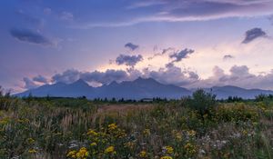 Preview wallpaper mountains, rocks, wildflowers, grass, distance