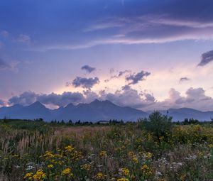 Preview wallpaper mountains, rocks, wildflowers, grass, distance