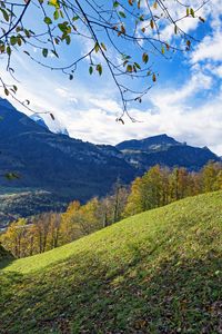 Preview wallpaper mountains, slope, branches, forest, landscape