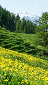 Preview wallpaper mountains, slope, flowers, trees, summer, landscape, nature