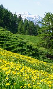 Preview wallpaper mountains, slope, flowers, trees, summer, landscape, nature