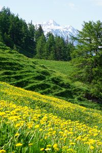 Preview wallpaper mountains, slope, flowers, trees, summer, landscape, nature