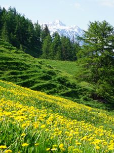 Preview wallpaper mountains, slope, flowers, trees, summer, landscape, nature