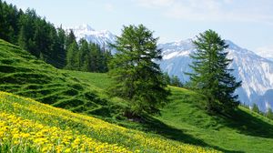 Preview wallpaper mountains, slope, flowers, trees, summer, landscape, nature