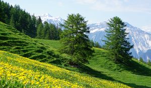 Preview wallpaper mountains, slope, flowers, trees, summer, landscape, nature