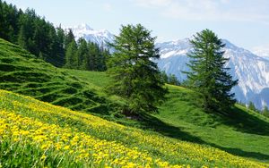 Preview wallpaper mountains, slope, flowers, trees, summer, landscape, nature