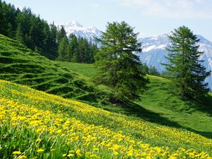 Preview wallpaper mountains, slope, flowers, trees, summer, landscape, nature
