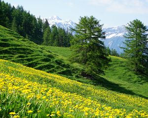 Preview wallpaper mountains, slope, flowers, trees, summer, landscape, nature