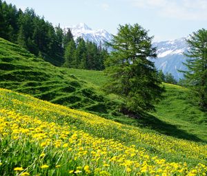 Preview wallpaper mountains, slope, flowers, trees, summer, landscape, nature