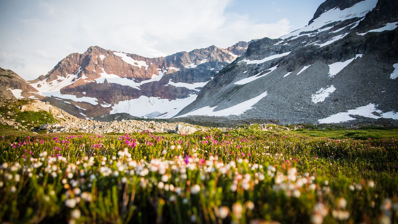 Wallpaper mountains, slope, snow, valley, flowers, grass