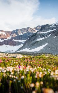 Preview wallpaper mountains, slope, snow, valley, flowers, grass