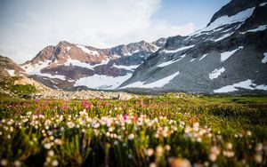 Preview wallpaper mountains, slope, snow, valley, flowers, grass