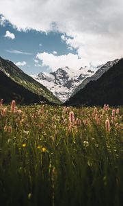 Preview wallpaper mountains, slopes, snow, flowers, snowy