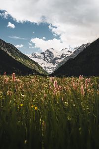 Preview wallpaper mountains, slopes, snow, flowers, snowy