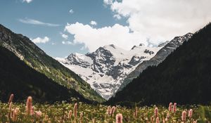 Preview wallpaper mountains, slopes, snow, flowers, snowy