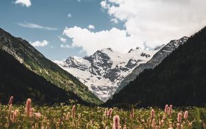 Preview wallpaper mountains, slopes, snow, flowers, snowy