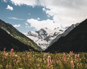 Preview wallpaper mountains, slopes, snow, flowers, snowy