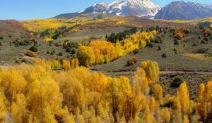 Preview wallpaper mountains, slopes, trees, yellow, autumn