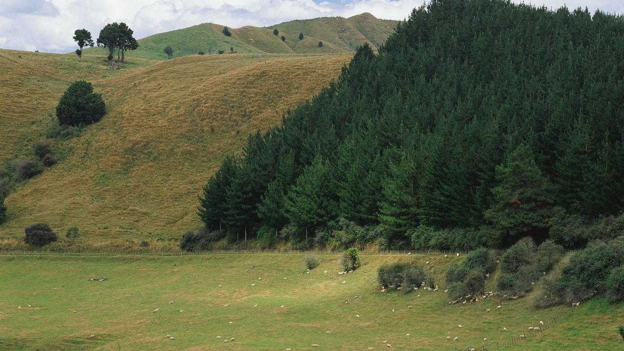 Wallpaper mountains, slopes, trees, coniferous, meadows, pasture, cattle