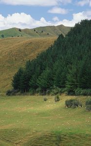 Preview wallpaper mountains, slopes, trees, coniferous, meadows, pasture, cattle