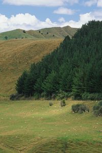 Preview wallpaper mountains, slopes, trees, coniferous, meadows, pasture, cattle