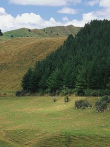 Preview wallpaper mountains, slopes, trees, coniferous, meadows, pasture, cattle