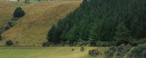 Preview wallpaper mountains, slopes, trees, coniferous, meadows, pasture, cattle