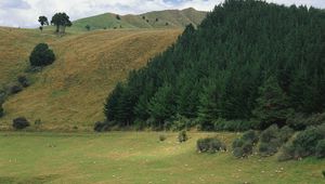 Preview wallpaper mountains, slopes, trees, coniferous, meadows, pasture, cattle