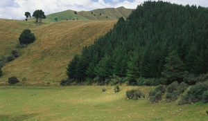 Preview wallpaper mountains, slopes, trees, coniferous, meadows, pasture, cattle