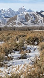 Preview wallpaper mountains, snow, bushes, winter, landscape