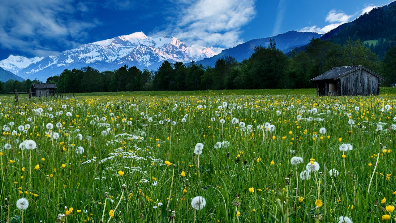 Wallpaper mountains, snow, field, dandelions, nature, landscape