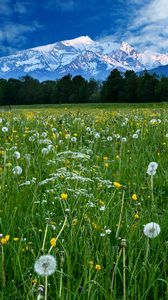 Preview wallpaper mountains, snow, field, dandelions, nature, landscape