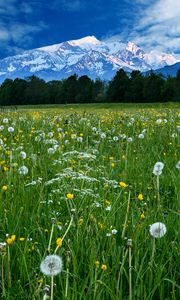 Preview wallpaper mountains, snow, field, dandelions, nature, landscape