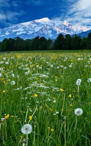 Preview wallpaper mountains, snow, field, dandelions, nature, landscape