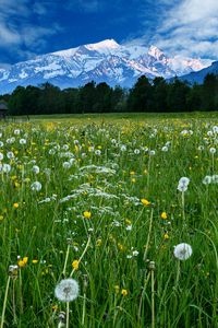 Preview wallpaper mountains, snow, field, dandelions, nature, landscape