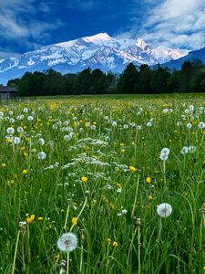 Preview wallpaper mountains, snow, field, dandelions, nature, landscape