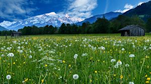 Preview wallpaper mountains, snow, field, dandelions, nature, landscape