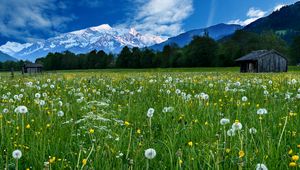 Preview wallpaper mountains, snow, field, dandelions, nature, landscape