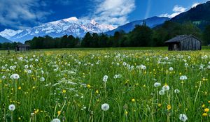 Preview wallpaper mountains, snow, field, dandelions, nature, landscape