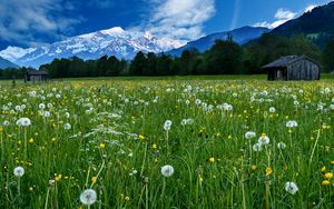 Preview wallpaper mountains, snow, field, dandelions, nature, landscape