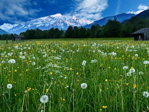 Preview wallpaper mountains, snow, field, dandelions, nature, landscape