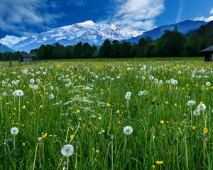 Preview wallpaper mountains, snow, field, dandelions, nature, landscape