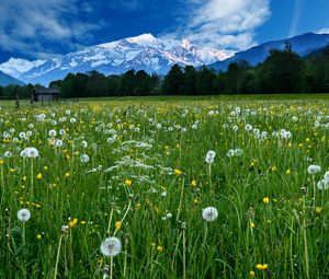 Preview wallpaper mountains, snow, field, dandelions, nature, landscape