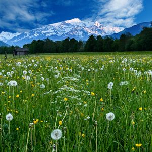 Preview wallpaper mountains, snow, field, dandelions, nature, landscape