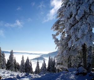 Preview wallpaper mountains, snow, height, fog, trees