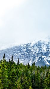 Preview wallpaper mountains, snow, peaks, trees