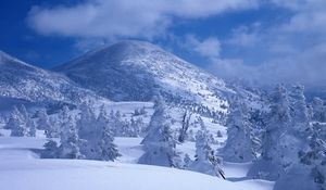 Preview wallpaper mountains, snow, snowdrifts, trees, cover, white, veil