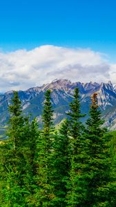 Preview wallpaper mountains, snow, snowy, spruce, trees